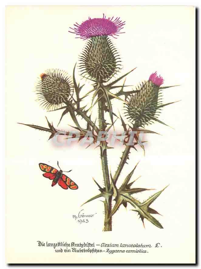 CPM Die Lanzettliche Kratzdistel Cirsuim Lanceolatum