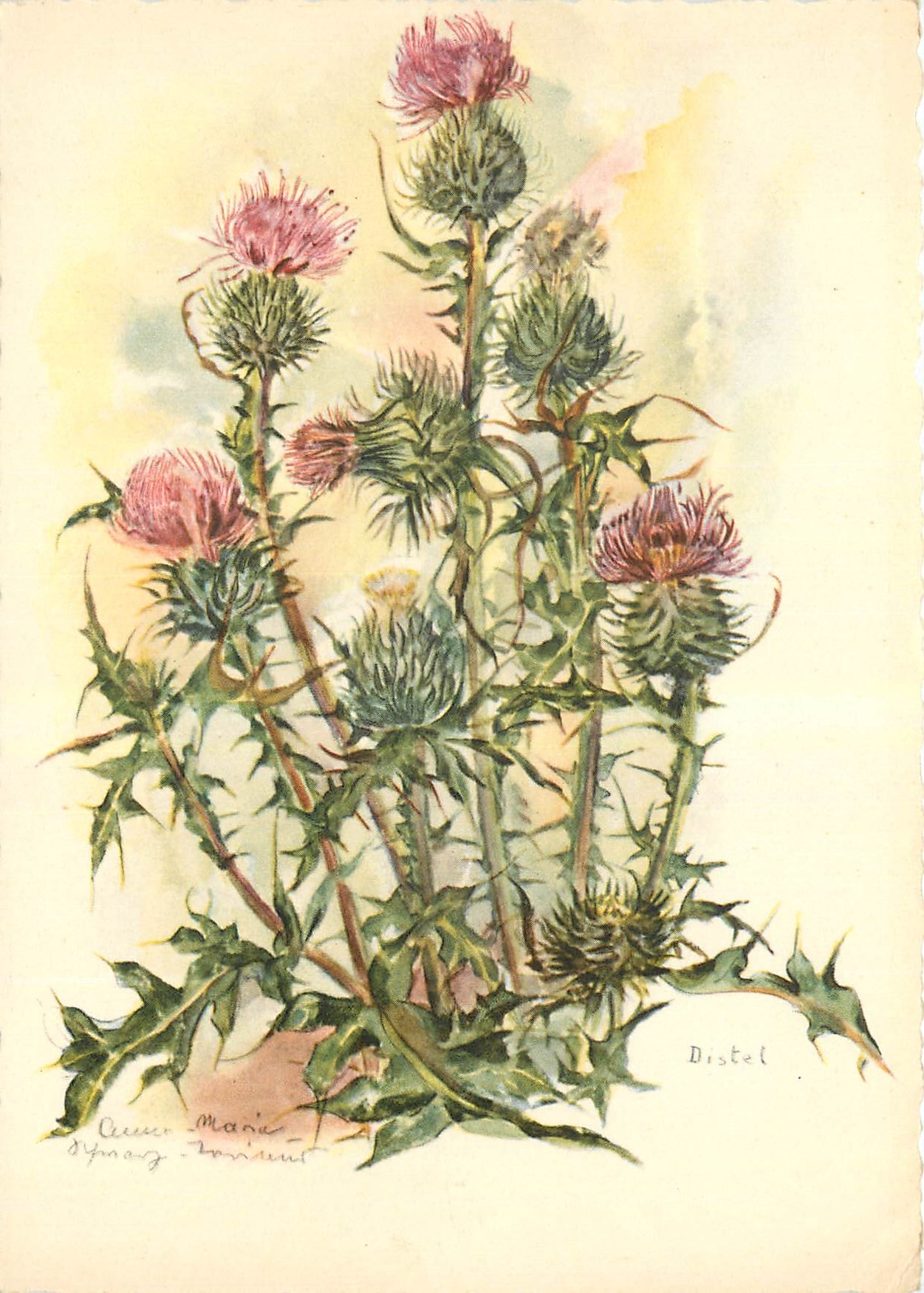 CPM Fleurs