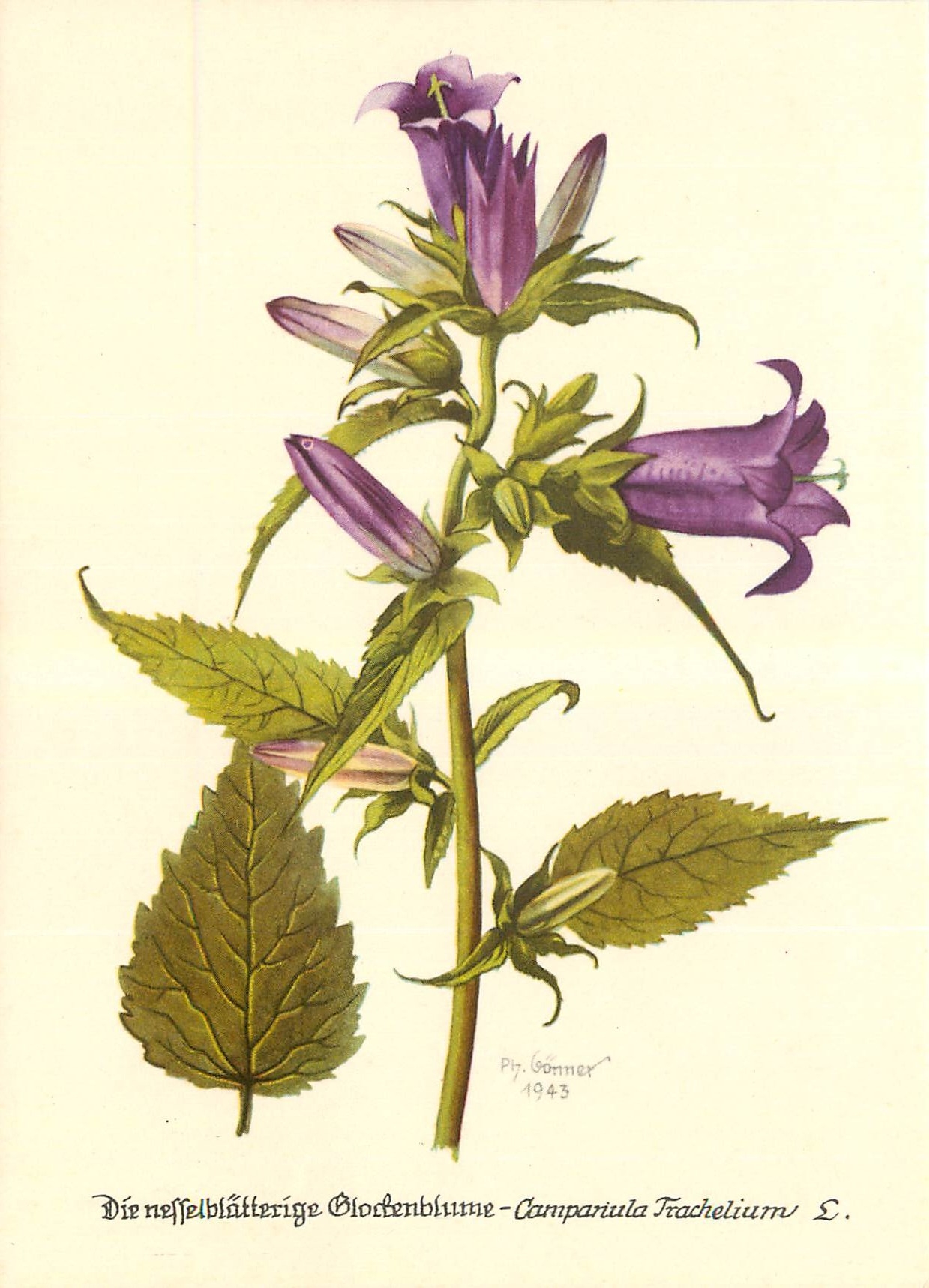 CPM Fleurs  Campanula Fracheluim