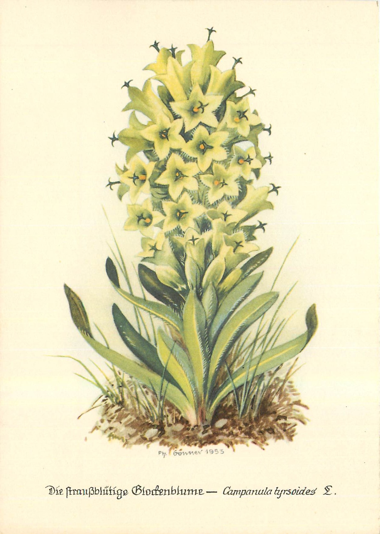 CPM Fleurs  Campanula Tyrsoides