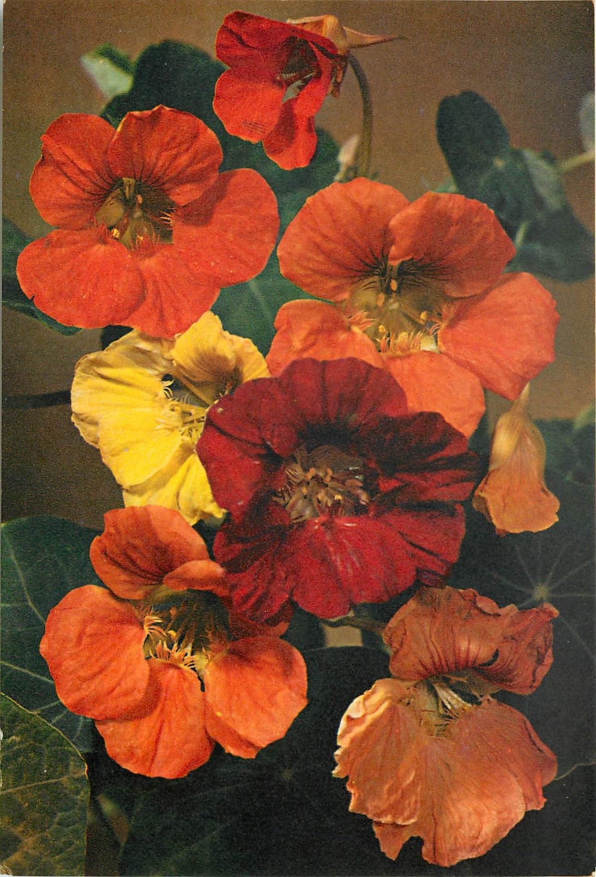 CPM Fleurs  Nasturtuim or India Cress