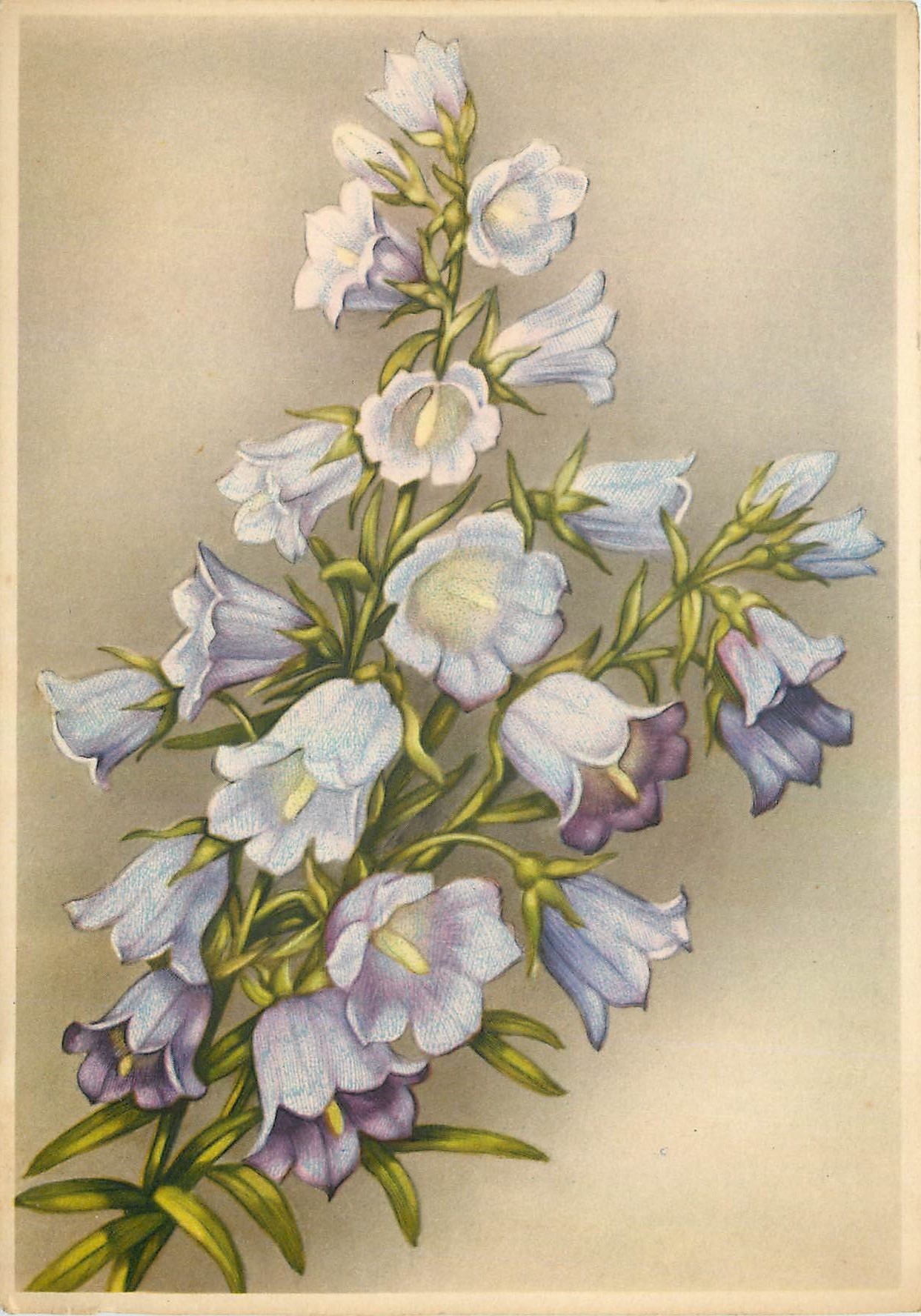 CPM Fleurs  