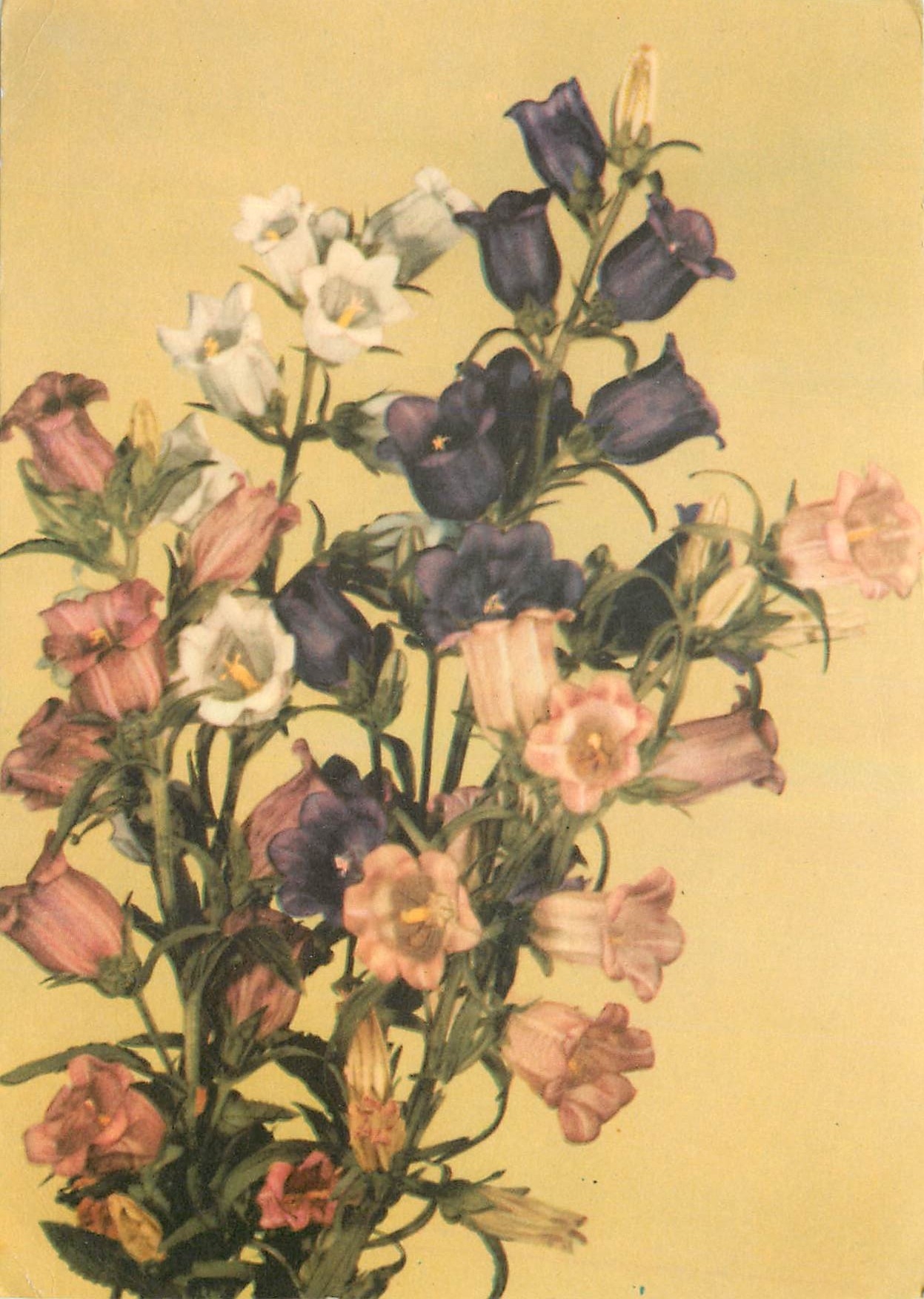 CPM Fleurs  