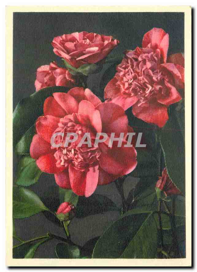 CPM Fleurs  Camellia (Thea) Japonica Kamelie
