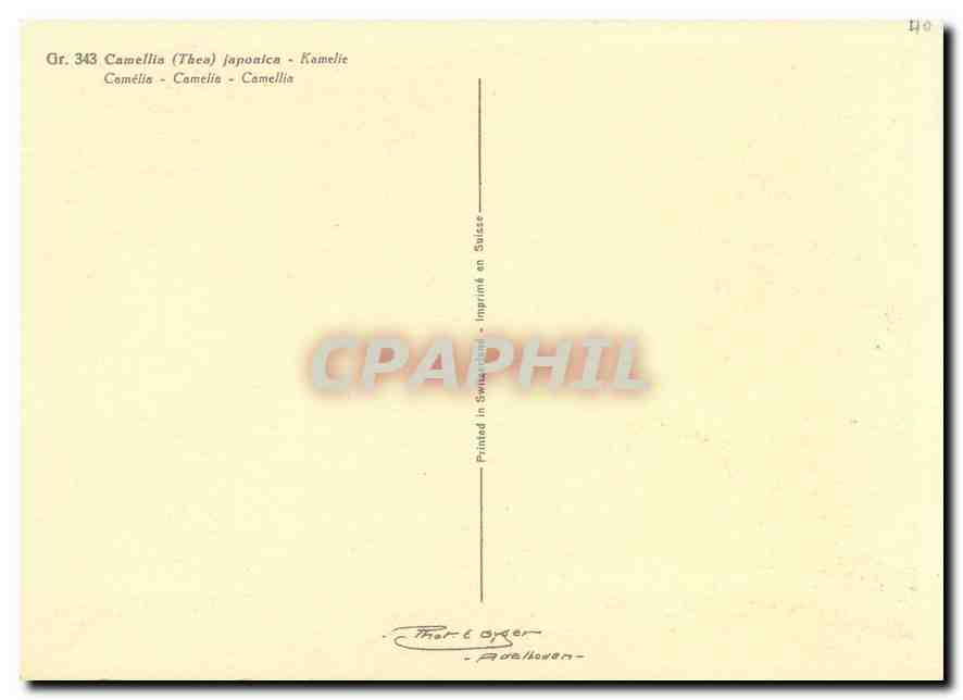 CPM Fleurs  Camellia (Thea) Japonica Kamelie — Back