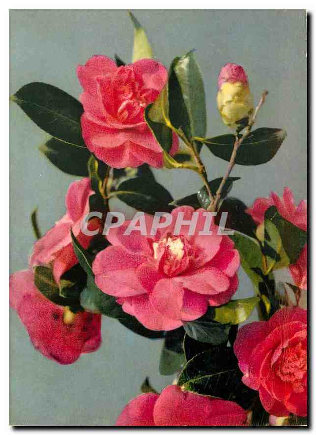 CPM Fleurs  Camellia