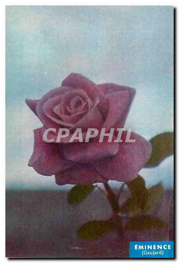 CPM Fleurs  Pour Effectuer Une bonne Plantation Faire Un trou Butter les Brasnche