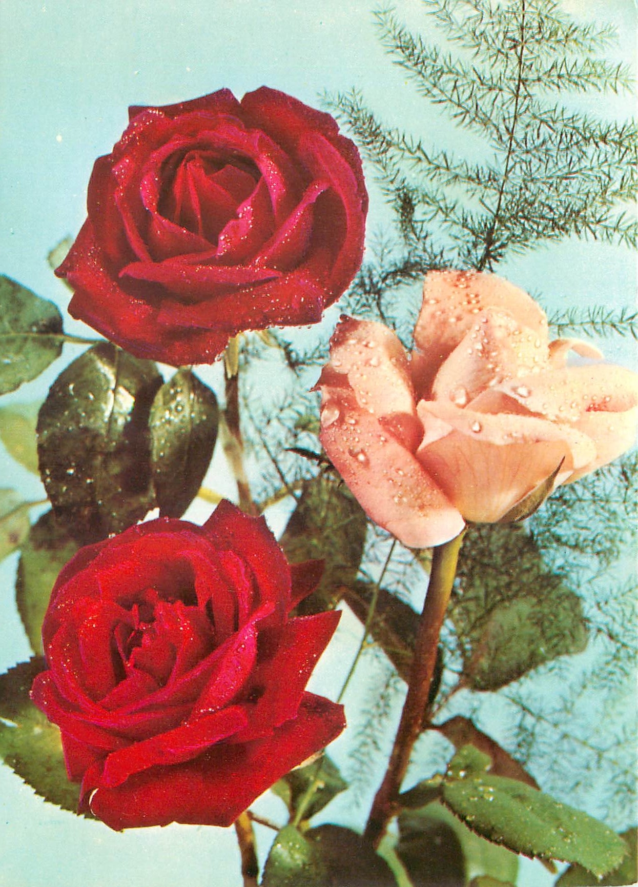 CPM Fleurs  