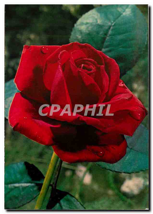 CPM Fleurs  