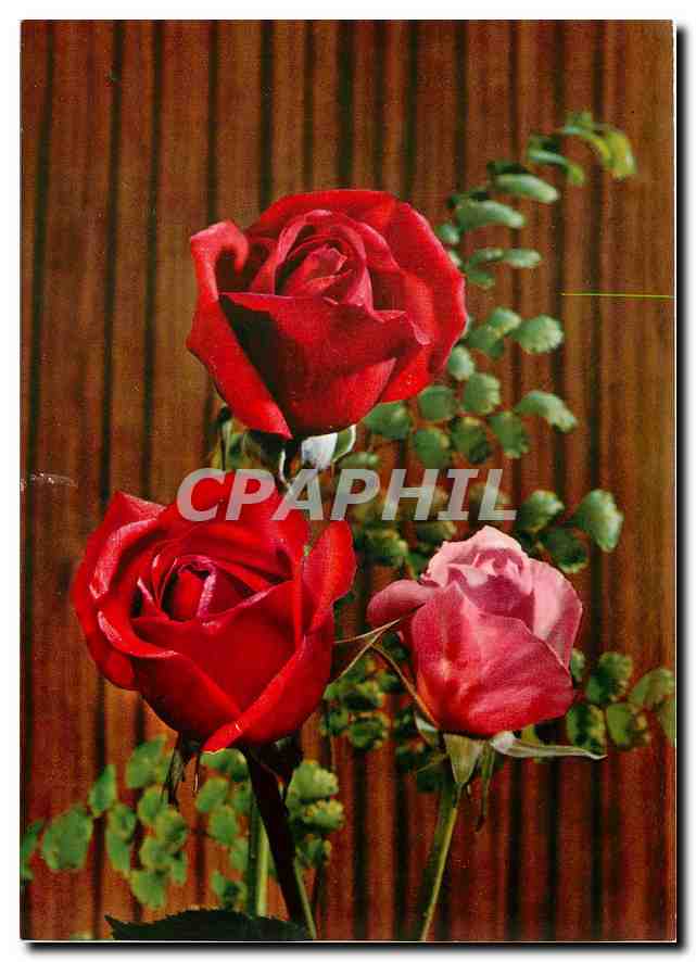 CPM Fleurs  