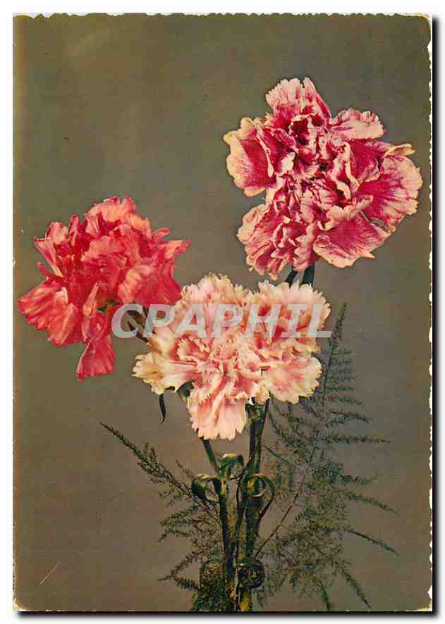CPM Fleurs  Milano