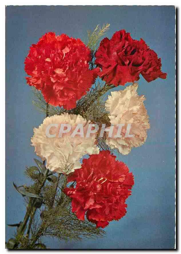 CPM Fleurs  