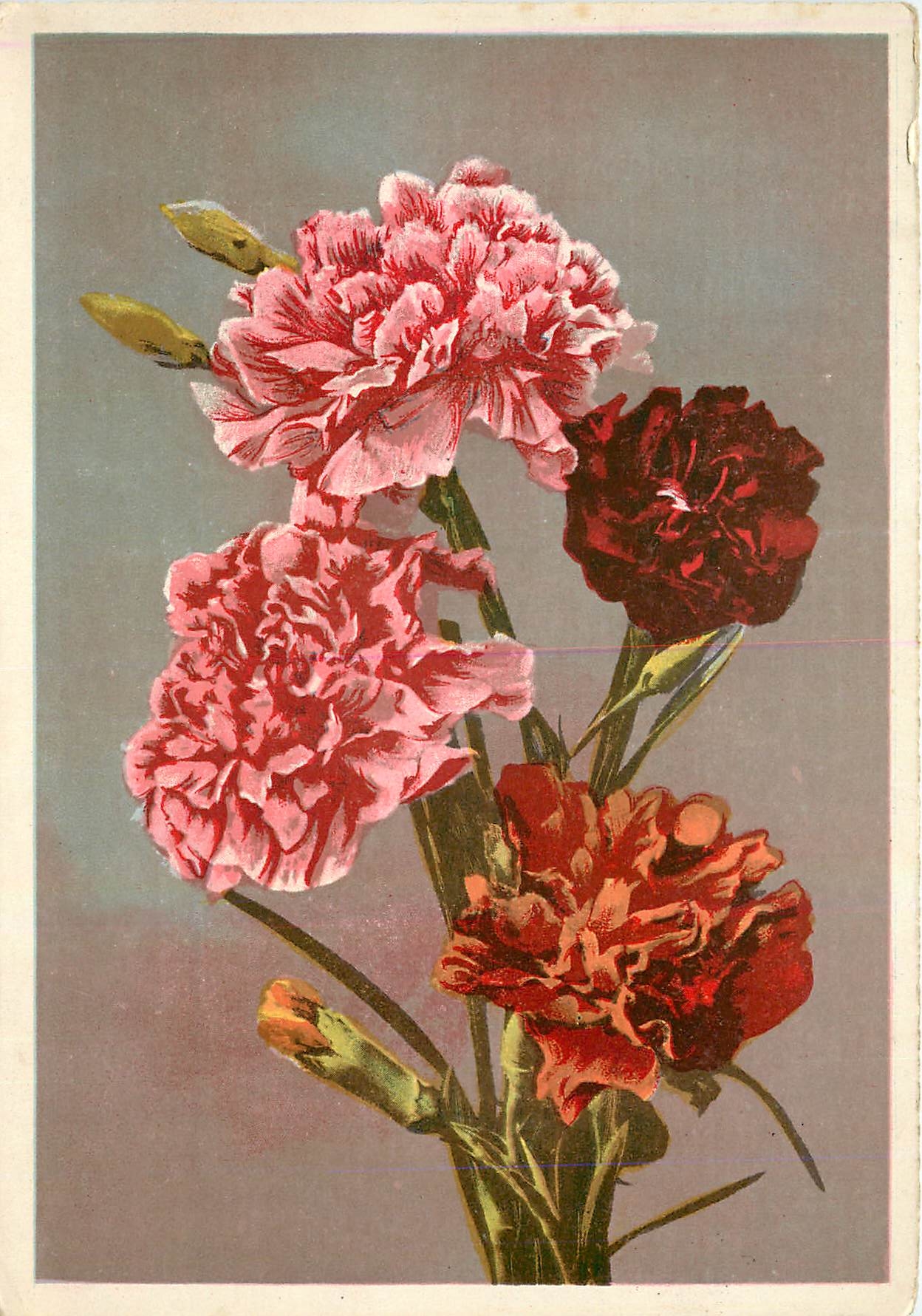 CPM Fleurs  