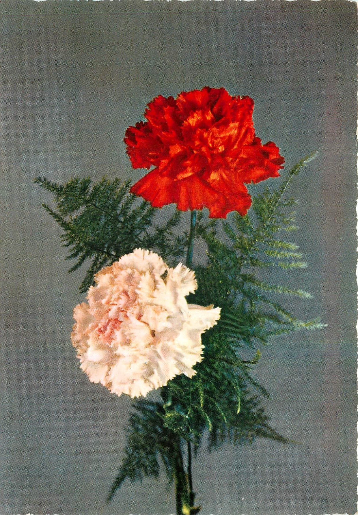 CPM Fleurs  