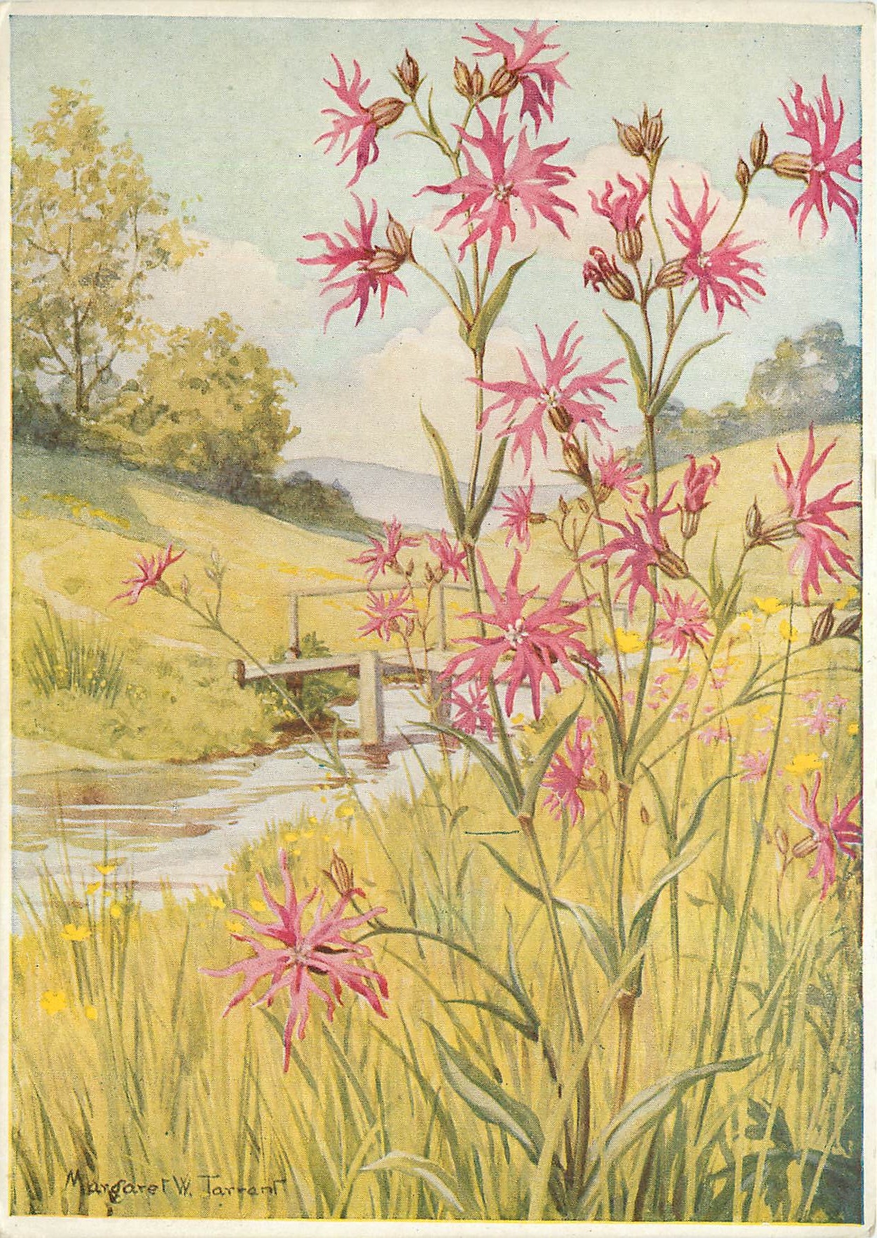 CPM Fleurs  Medici Wild Flower Series Ragged Robin Latin Nante Lychnis Floscucull