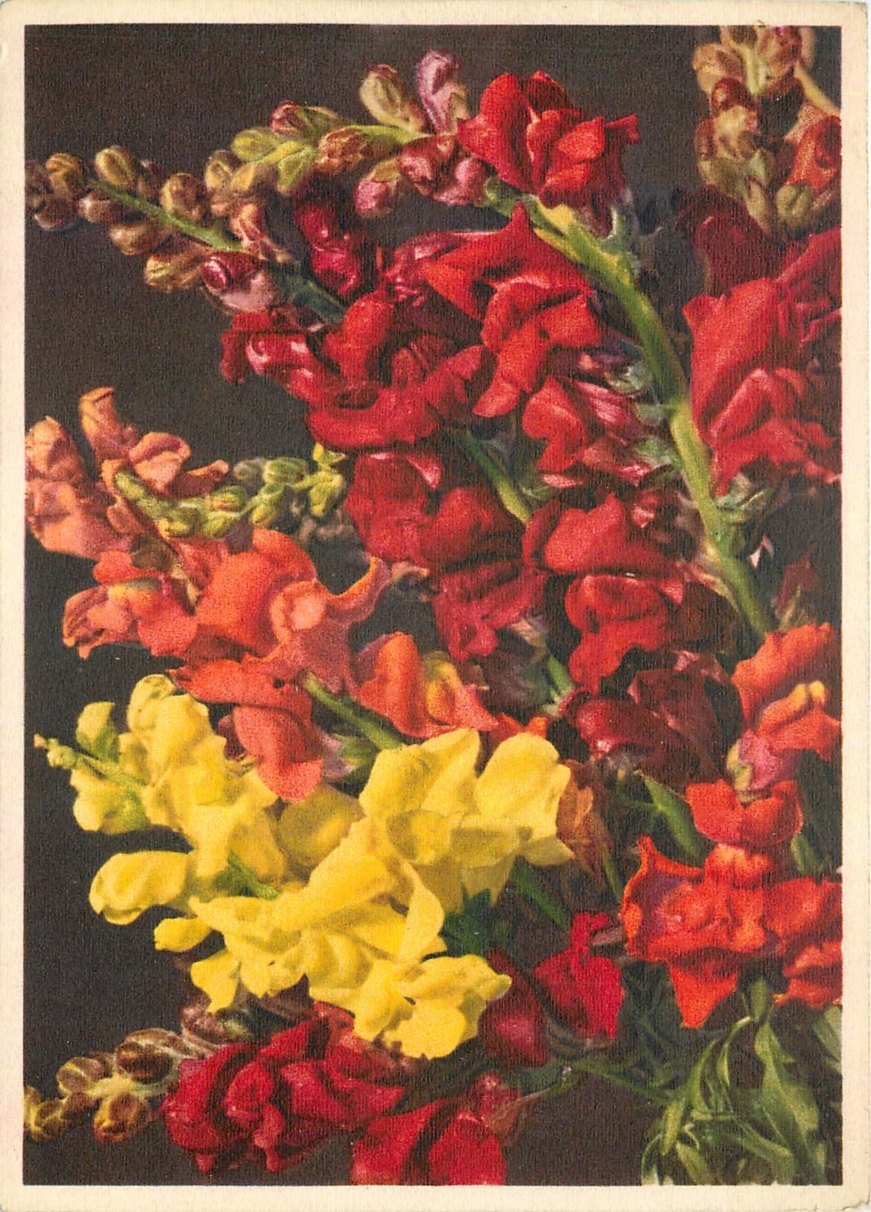 CPM Fleurs  Garden Snep Dragon