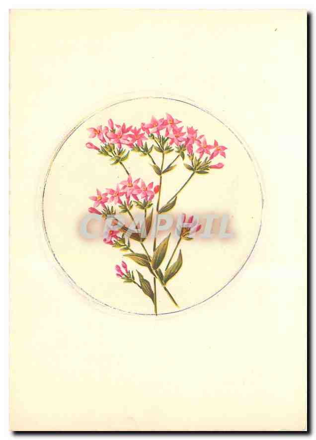 CPM Fleurs  