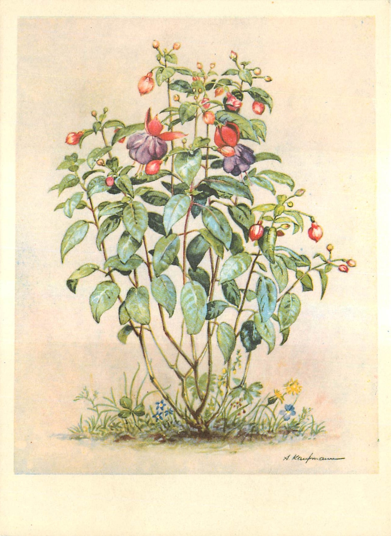CPM Fleurs  