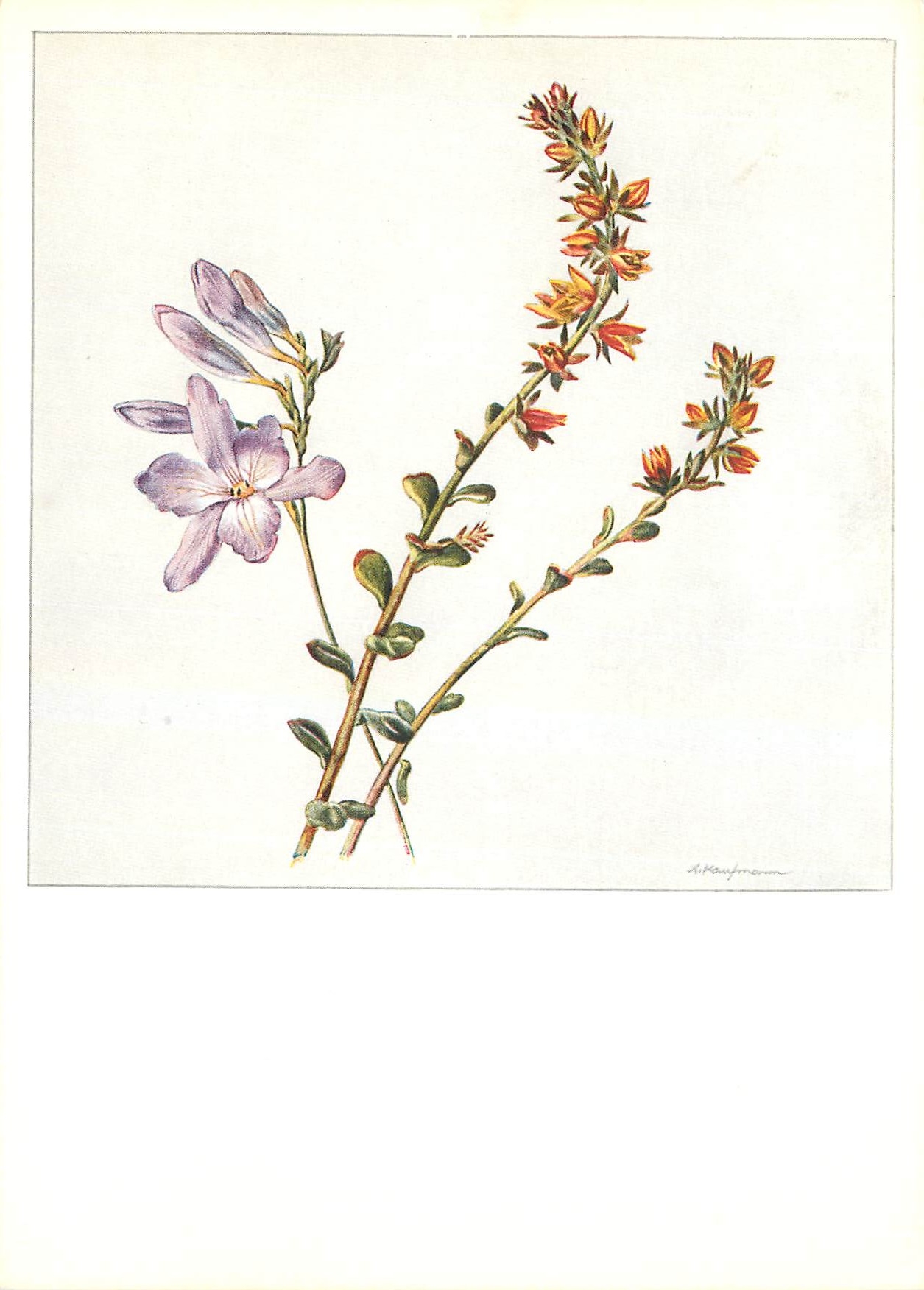 CPM Fleurs  