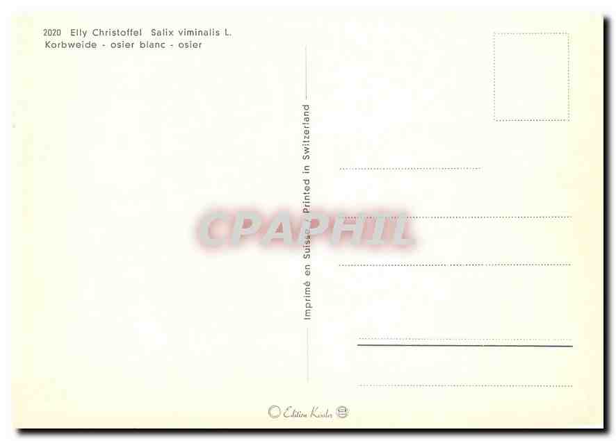 CPM Fleurs  Elly Christoffel Salix Vimilis osier — Back