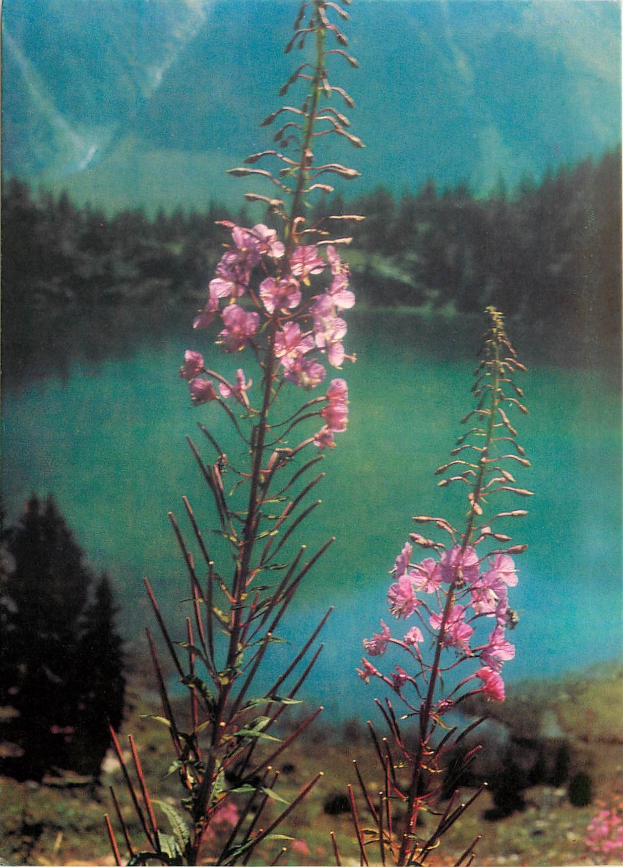 CPM Fleurs  