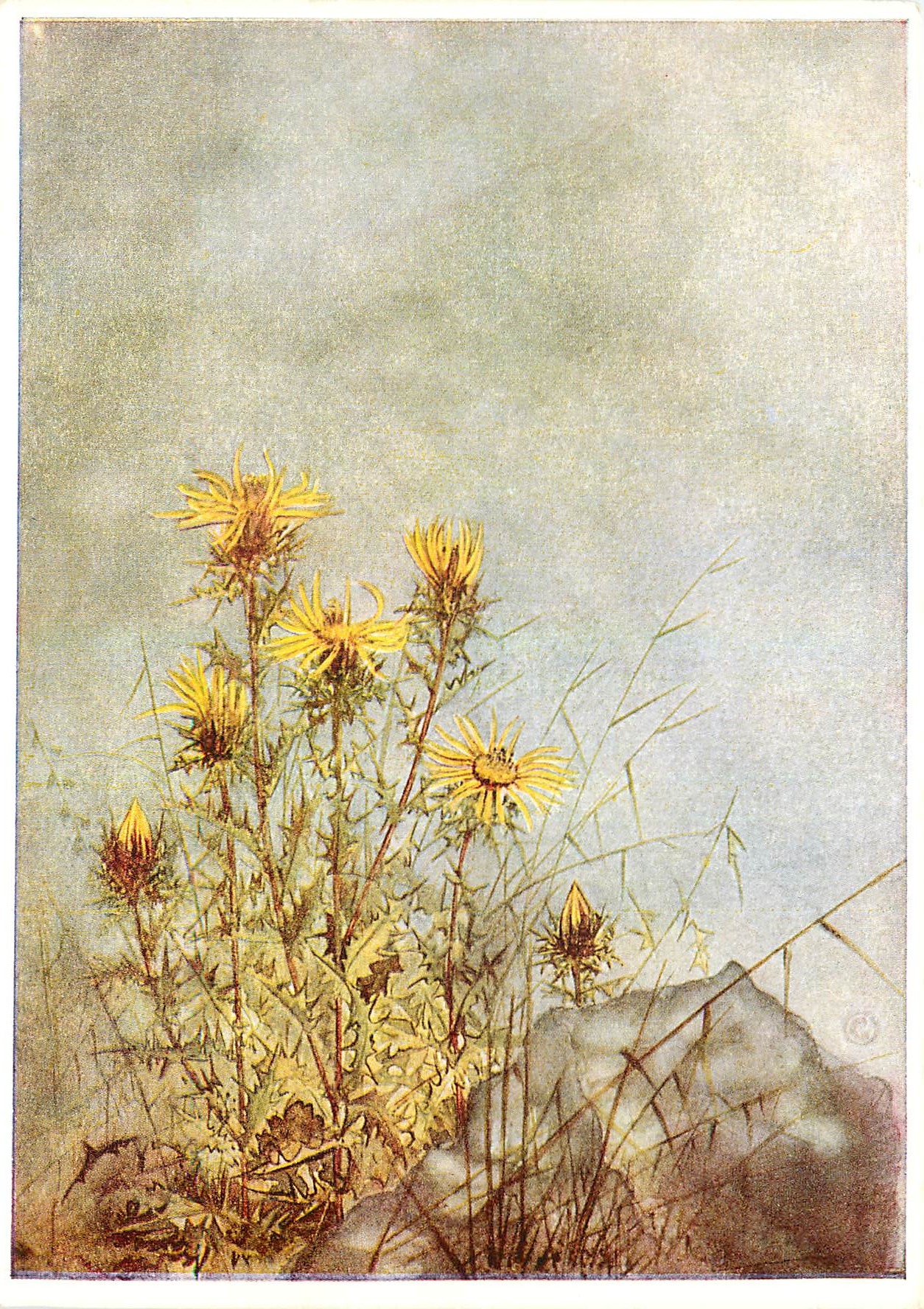 CPM Fleurs  Elly Christoffel Carlina Vulagaris