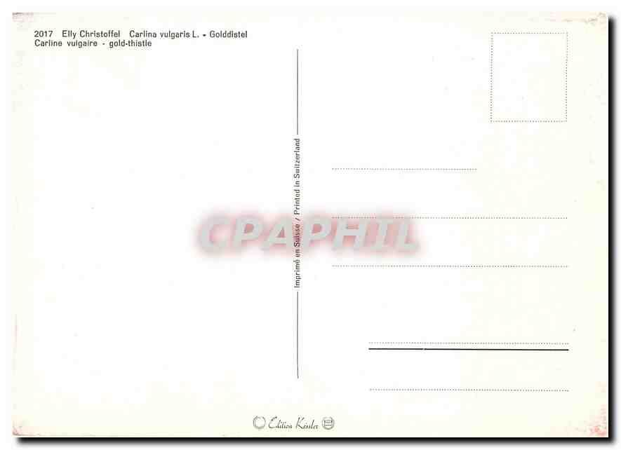 CPM Fleurs  Elly Christoffel Carlina Vulagaris — Verso