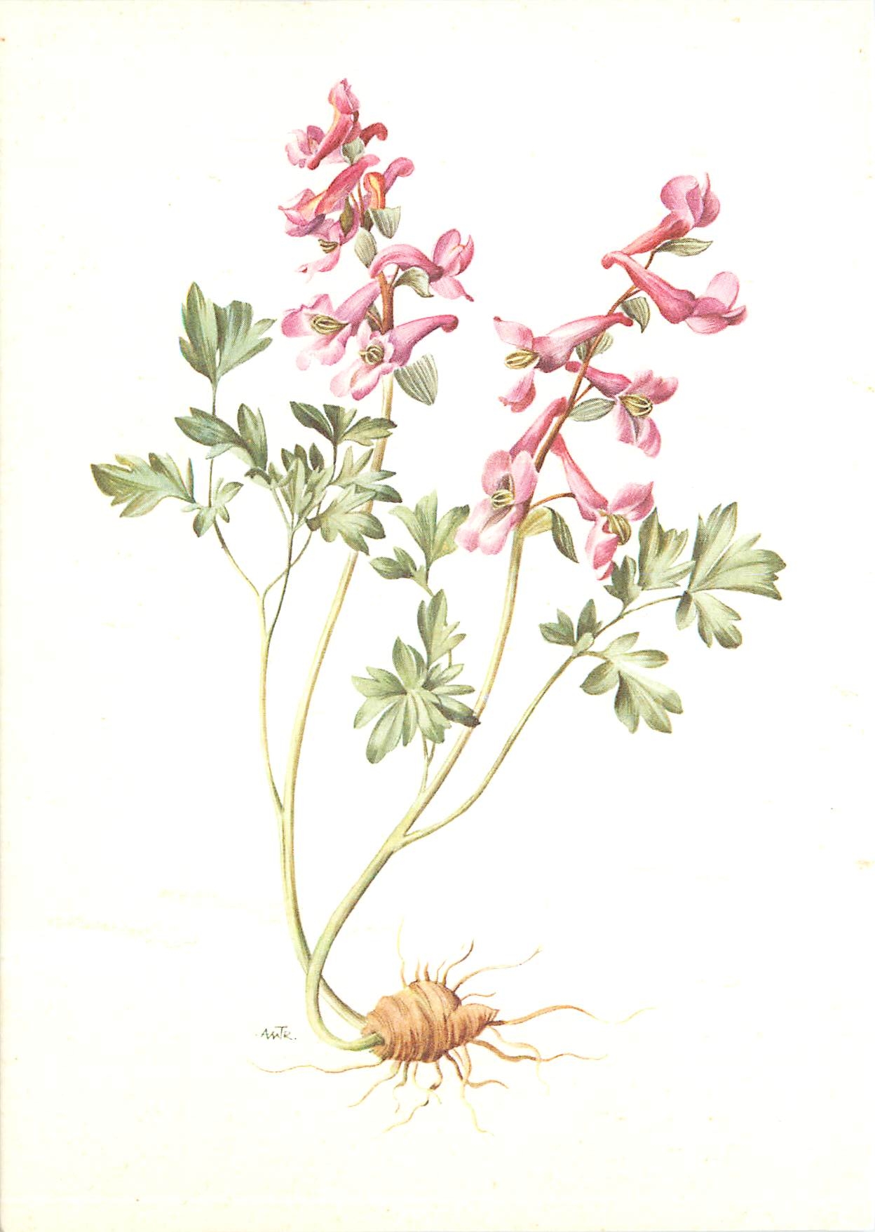 CPM Fleurs  
