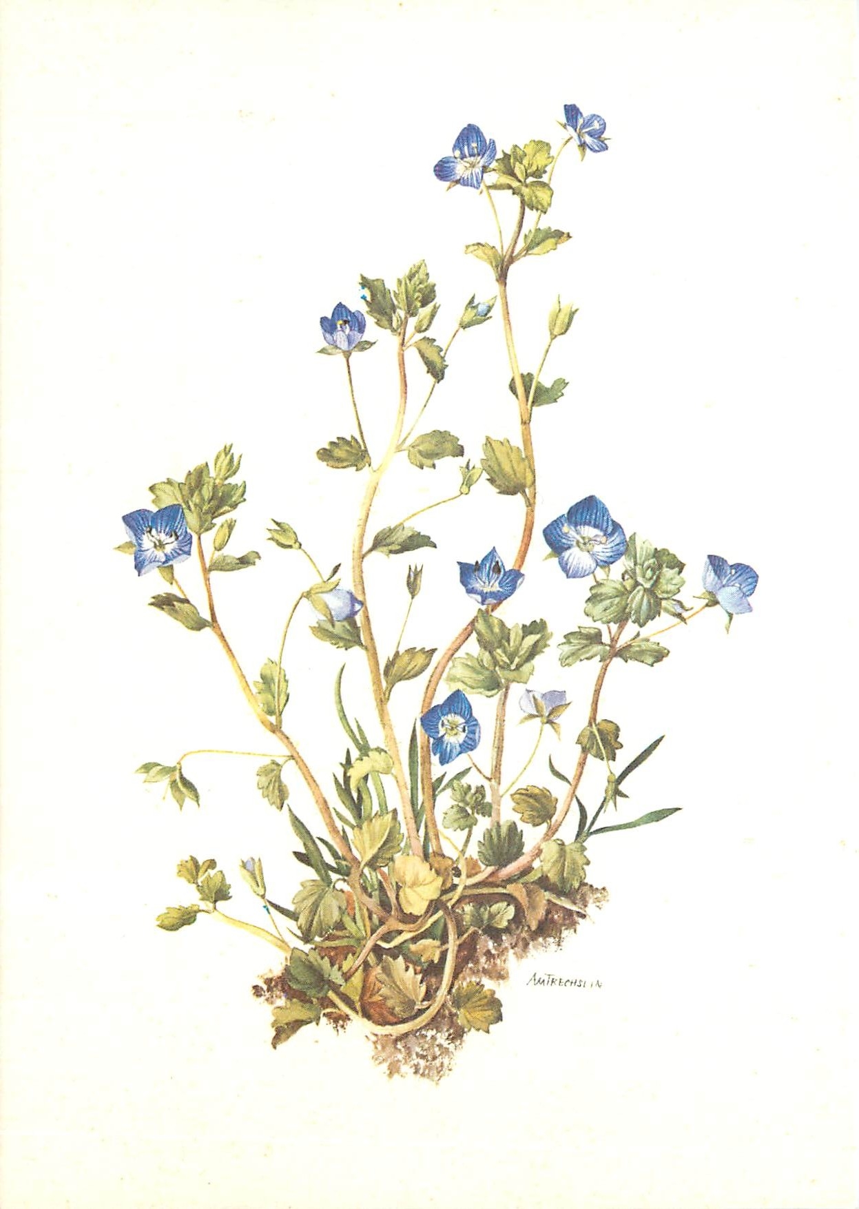 CPM Fleurs  