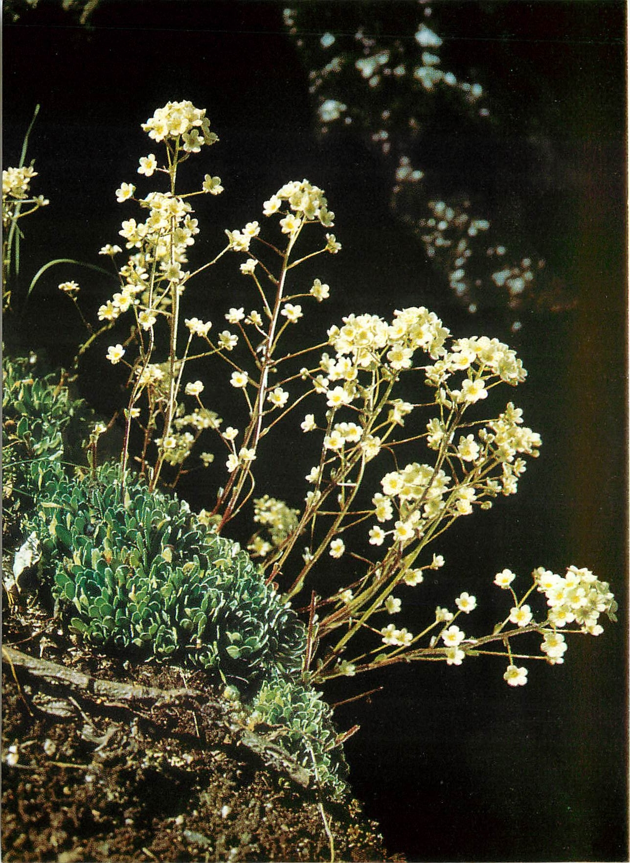 CPM Fleurs  