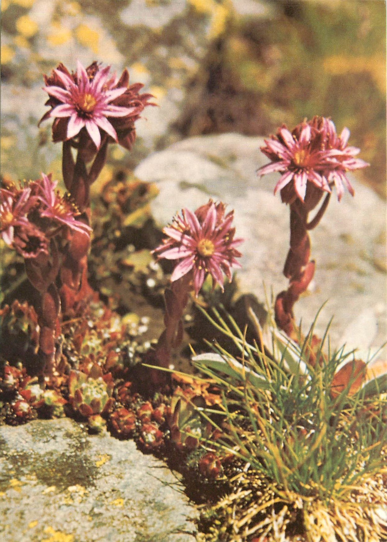 CPM Fleurs  