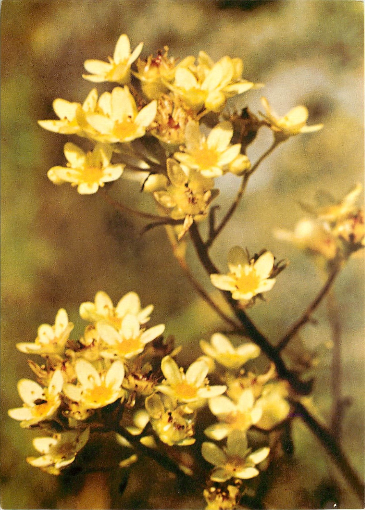 CPM Fleurs  