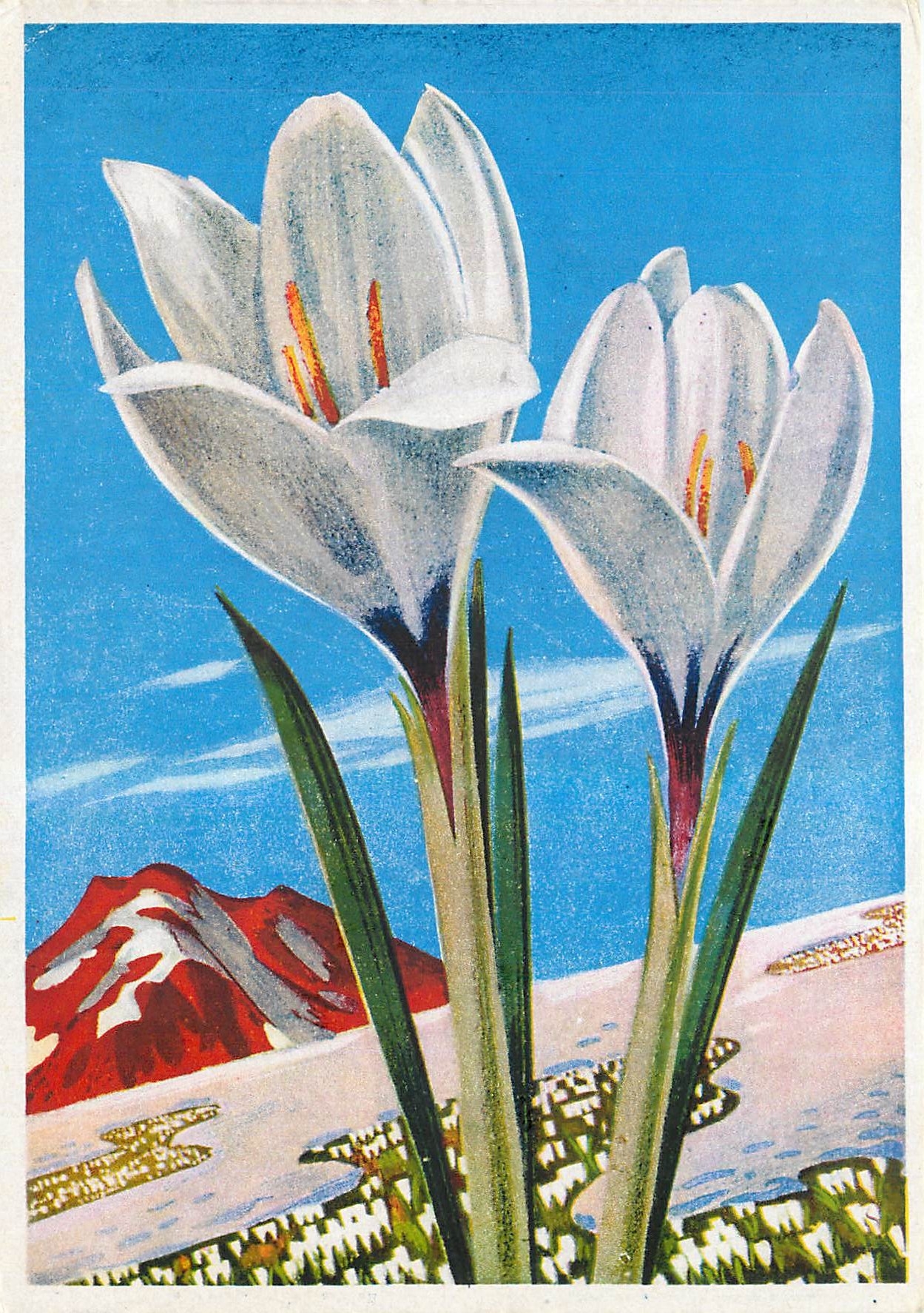 CPM Fleurs  FLore de Montagne