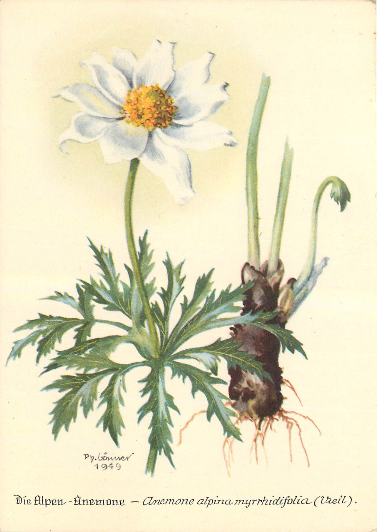 CPM Fleurs  Anomone alpina myrrhidifolia (vieil)