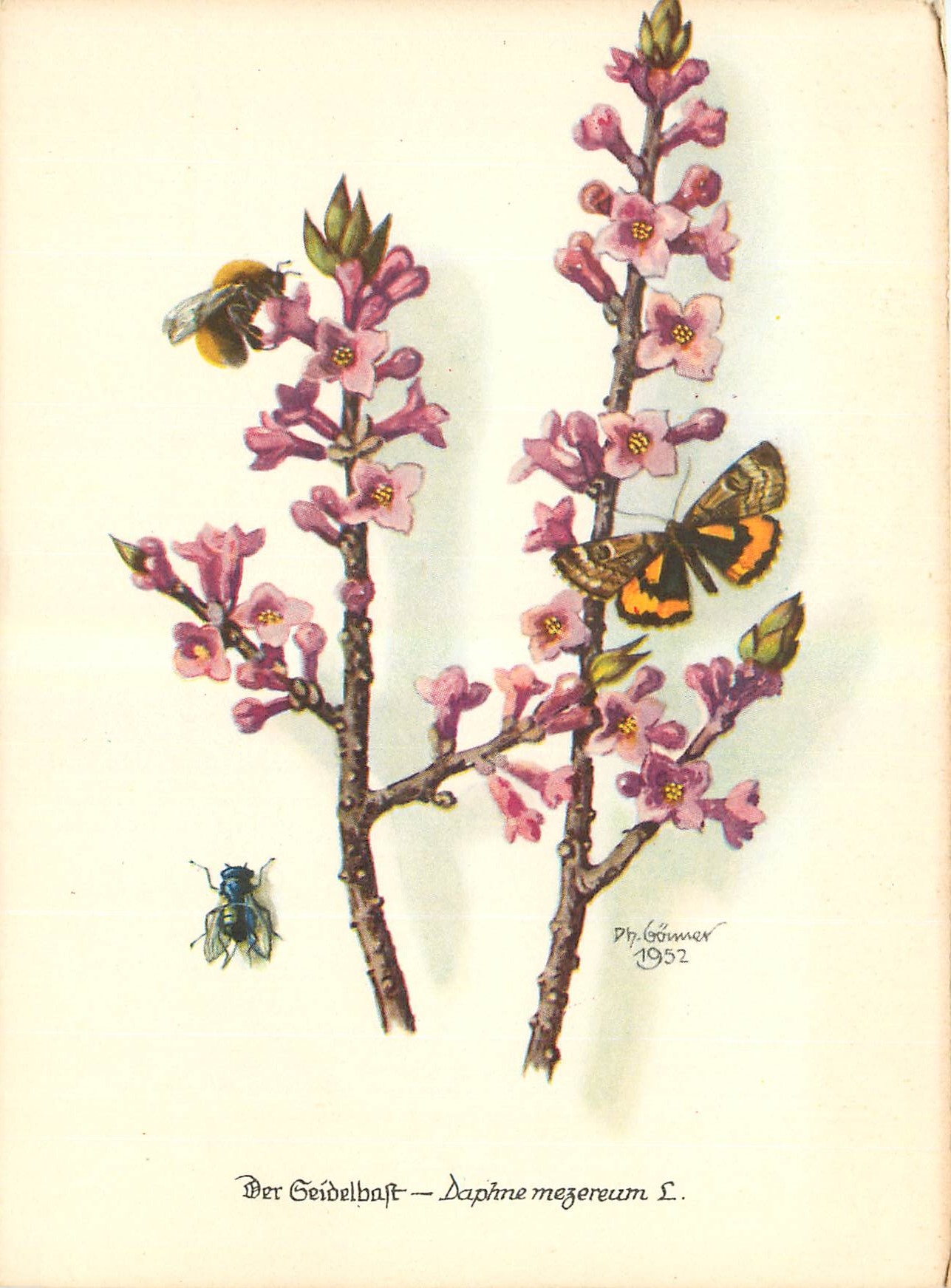 CPM Fleurs  Daphne mezereum