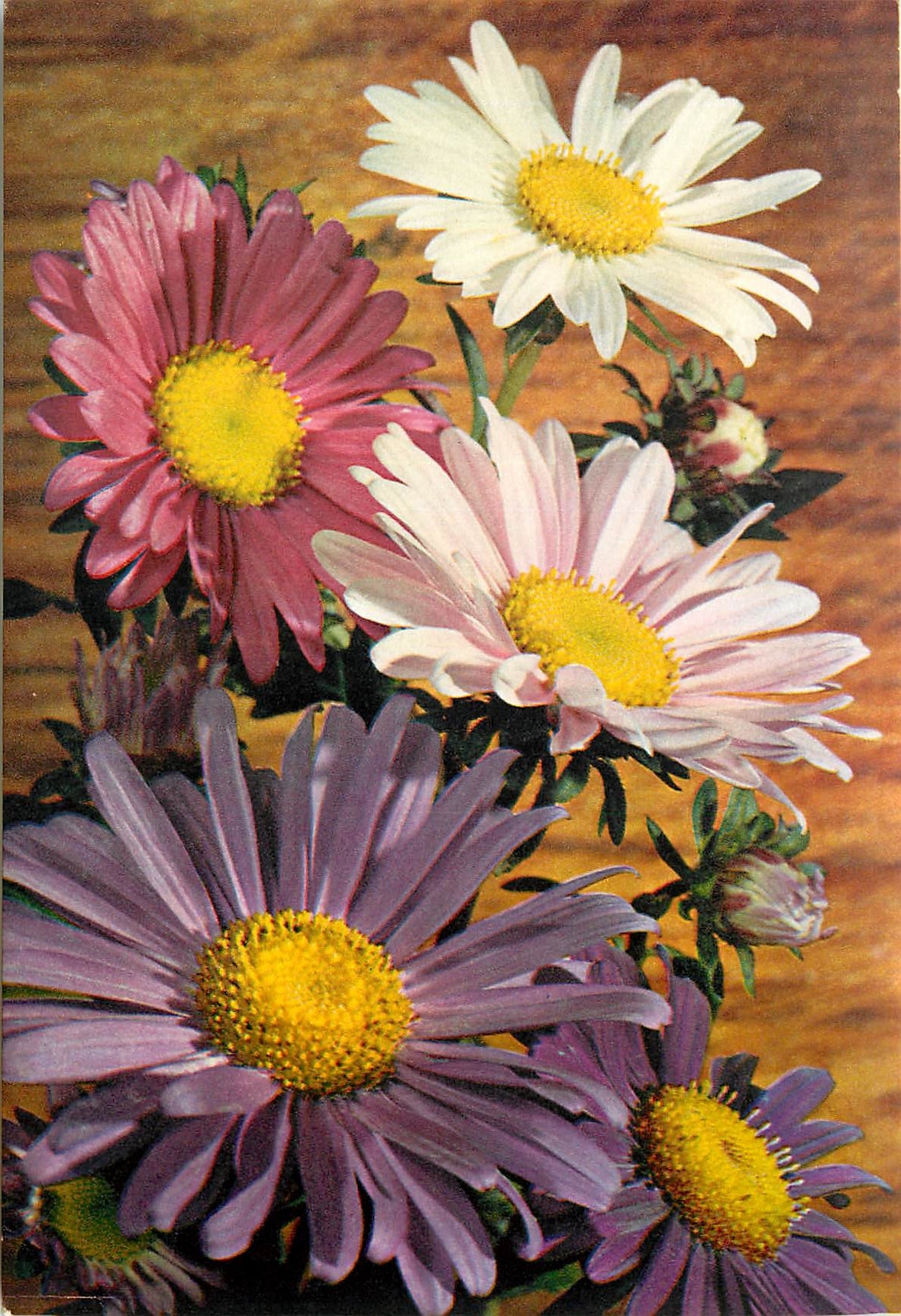 CPM Fleurs  China Aster