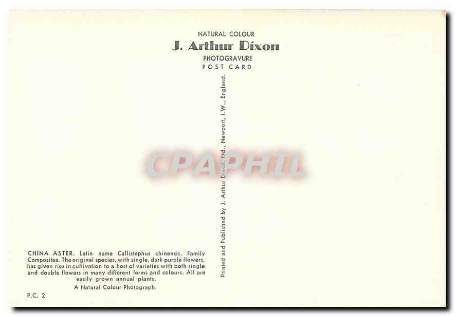 CPM Fleurs  China Aster — Verso