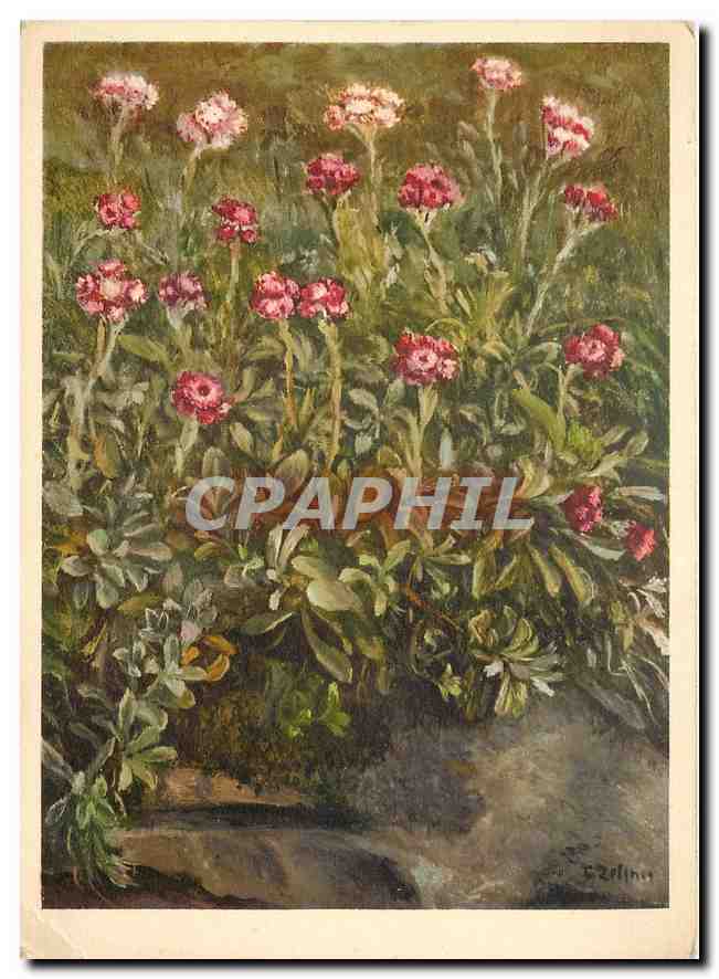 CPM Fleurs   