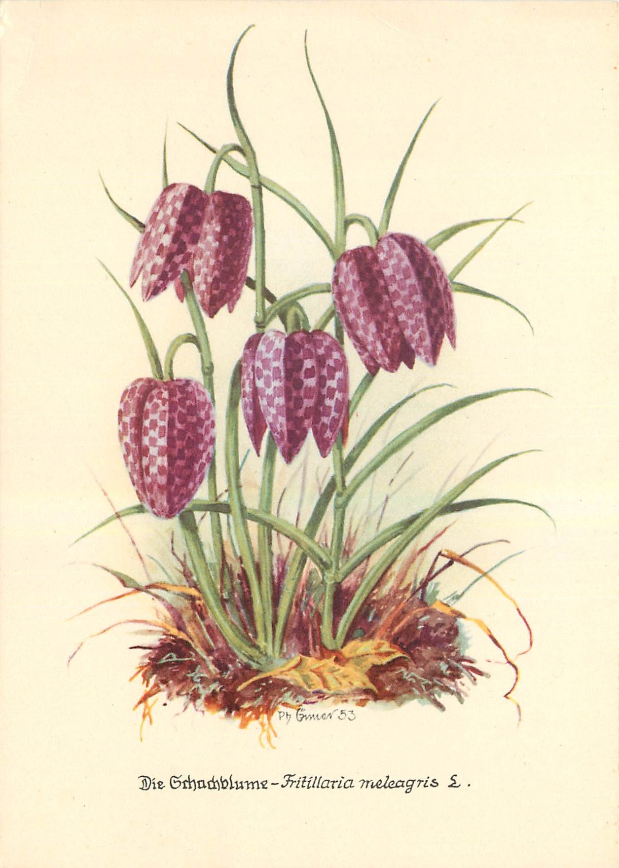 CPM Fleurs  Fritillaria meleagris