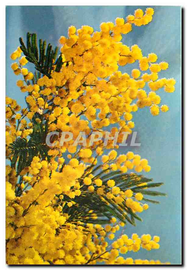 CPM Fleurs  Mimosa