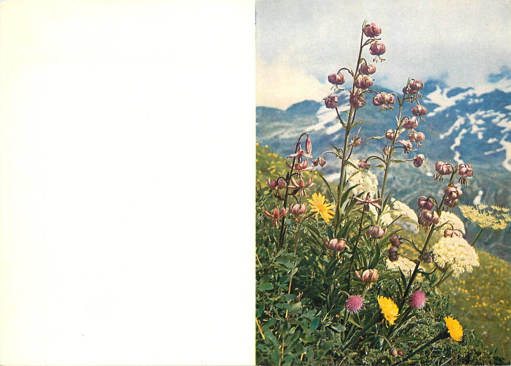 CPM Fleurs  