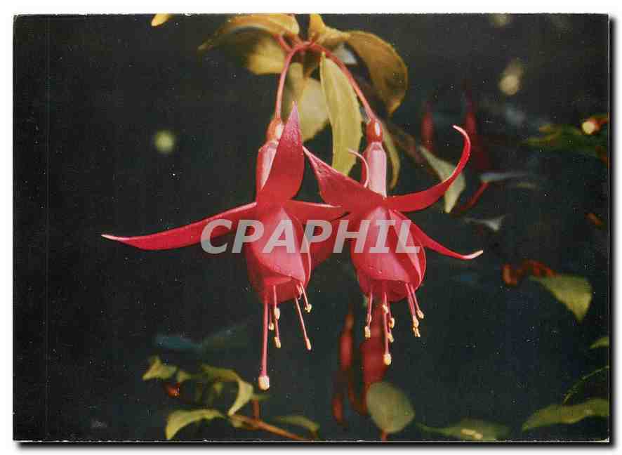 CPM Fleurs  Fuchsia Italiano Fucsia