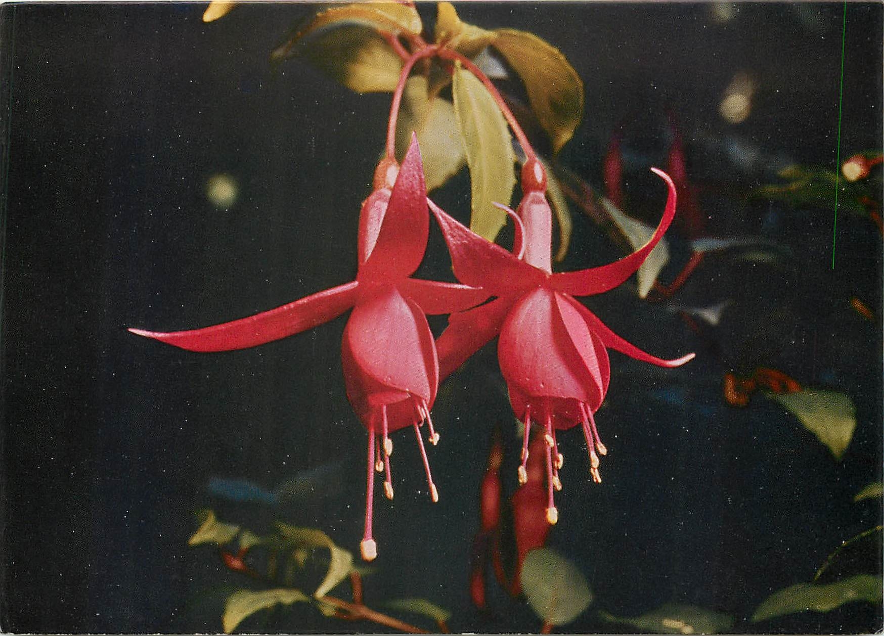 CPM Fleurs  Fuchsia Italiano Fucsia