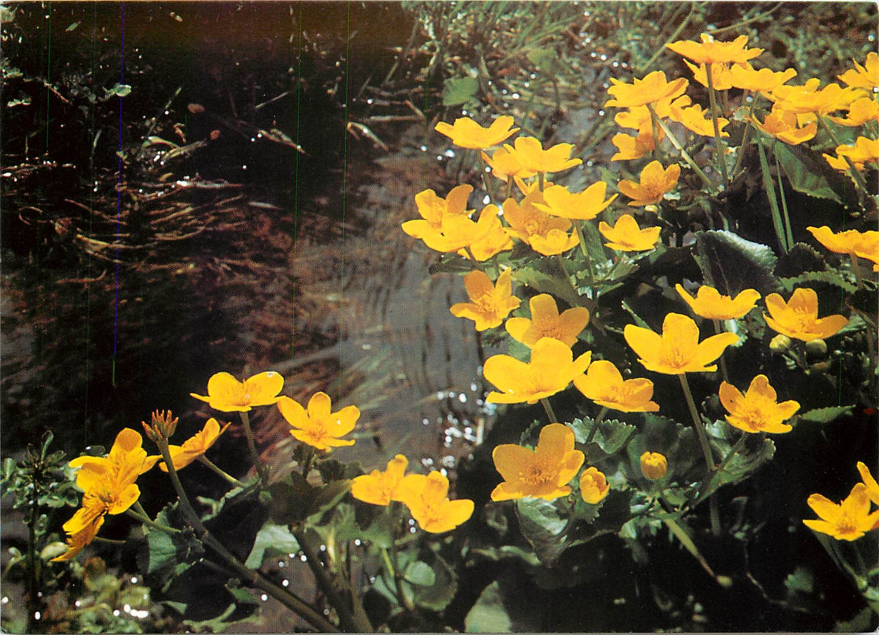 CPM Fleurs  Ranuncolo