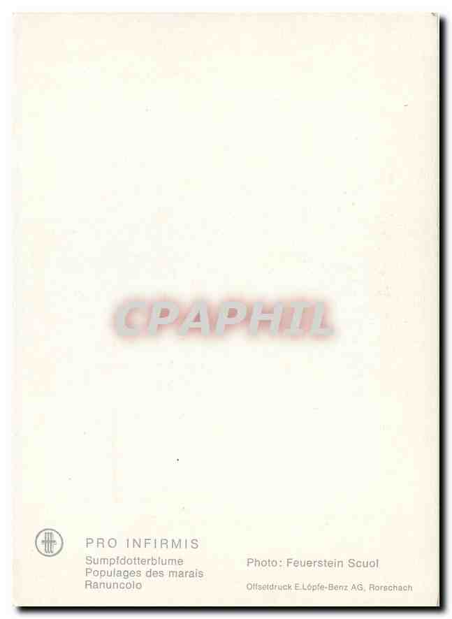 CPM Fleurs  Ranuncolo — Rückseite