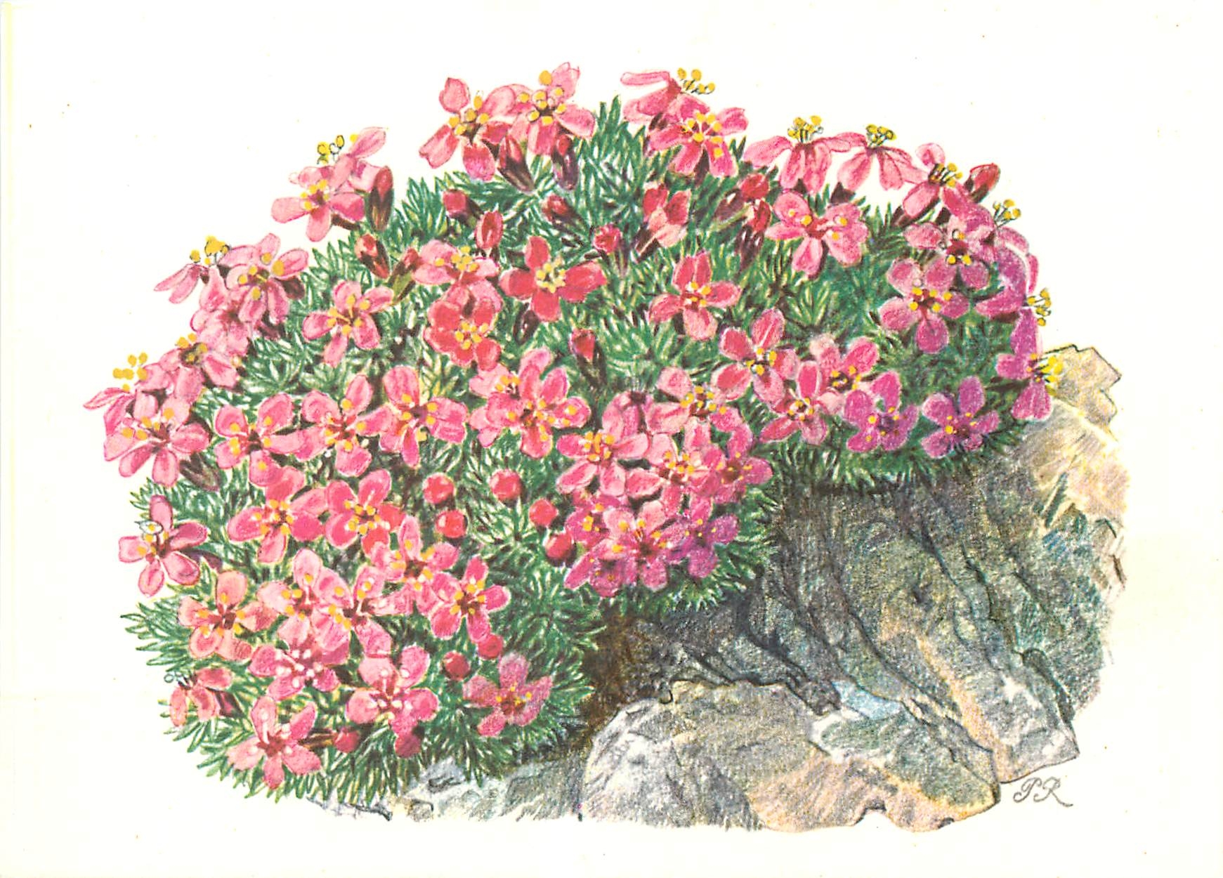 CPM Fleurs  