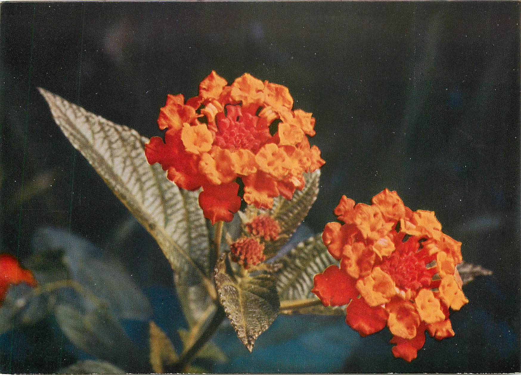 CPM Fleurs  Lantana Bybrida (Italiano) Lantana