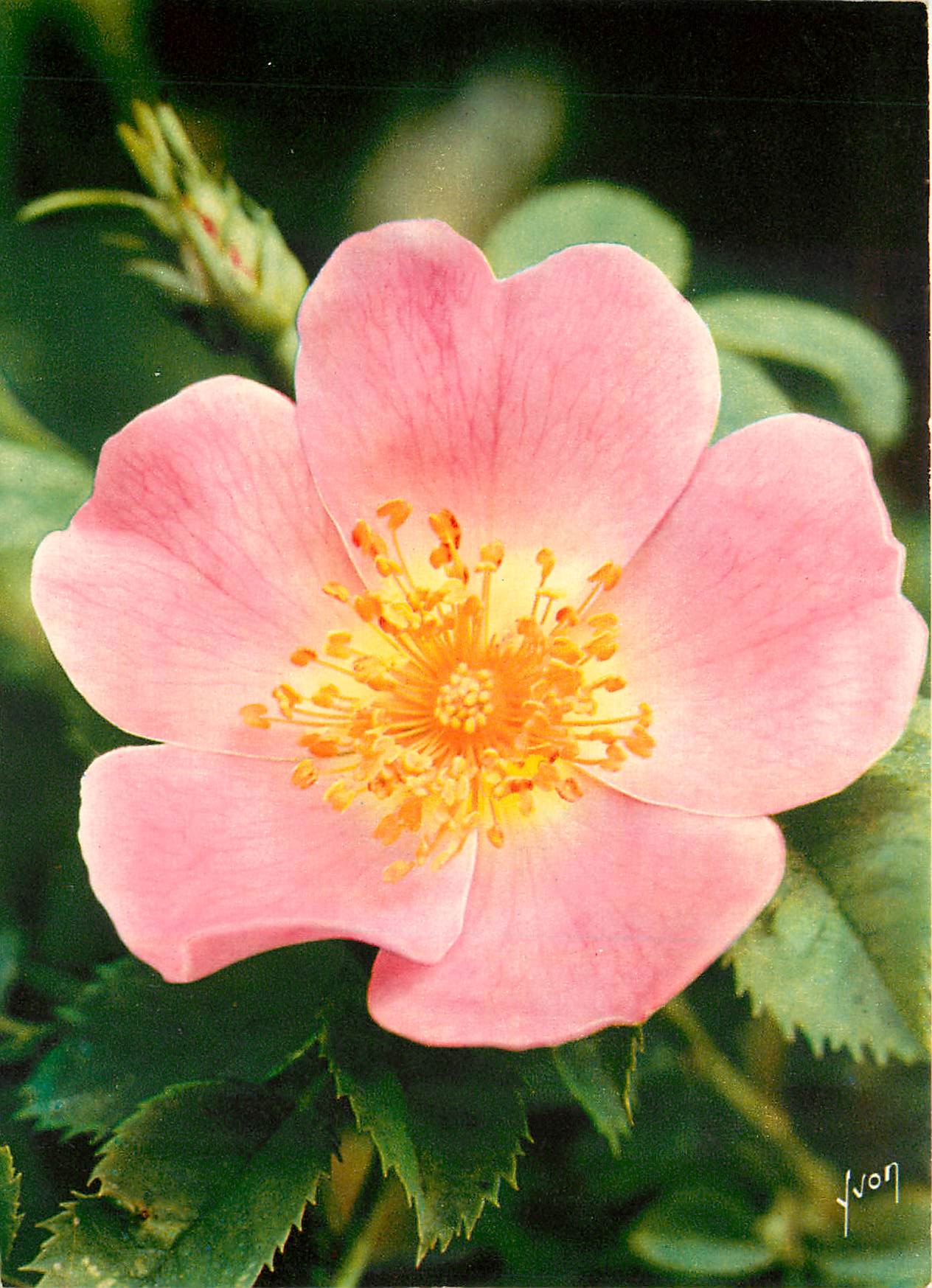CPM Fleurs  Joues Fleurs de France Eglantine