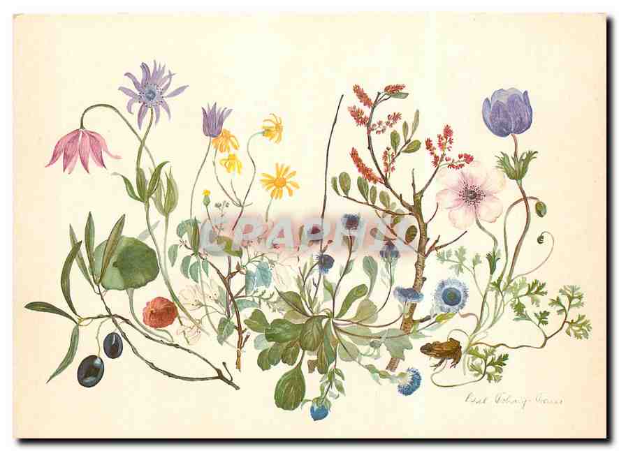 CPM Fleurs  Plantes des Alpes Maritimes