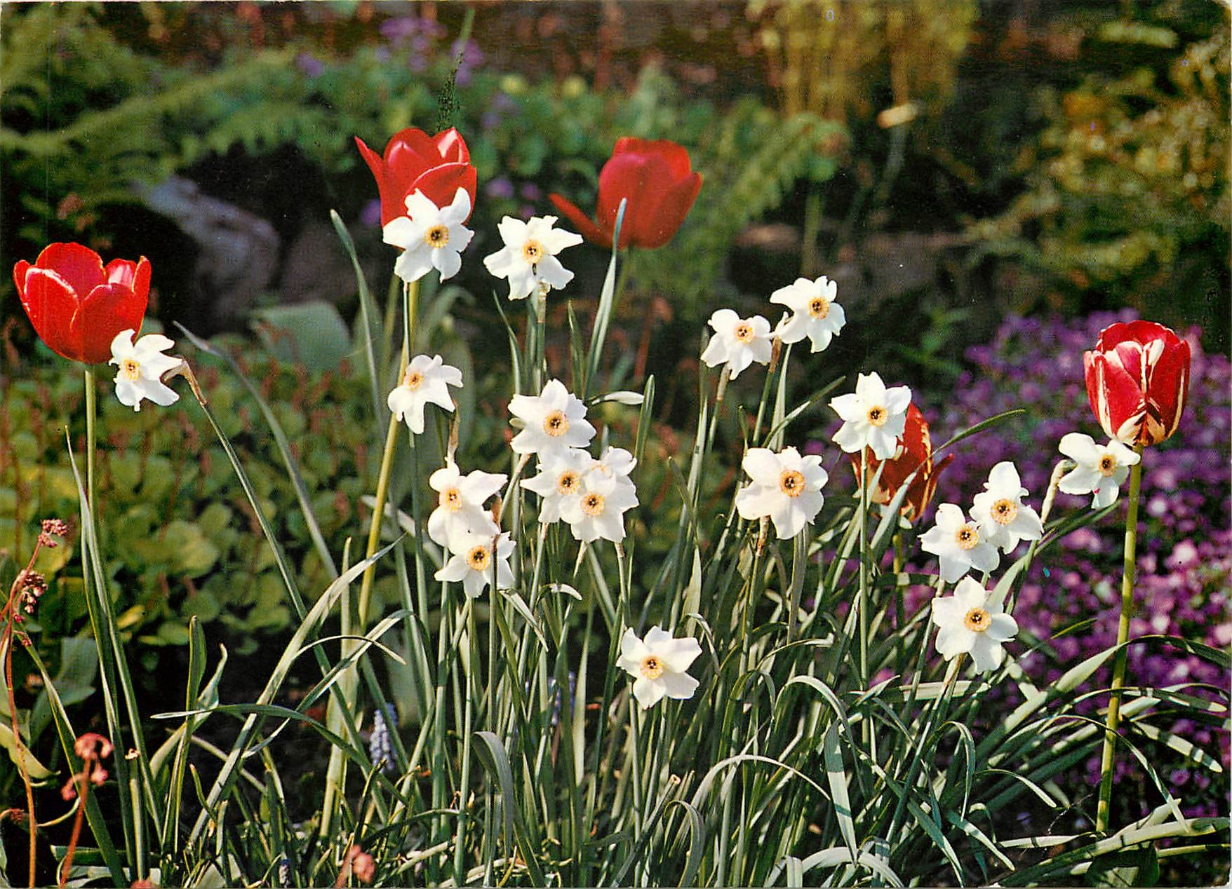 CPM Fleurs  Narcissus Poelicus